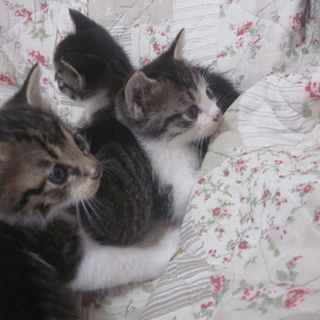 【一旦募集停止中】生後３週間の赤ちゃんです。