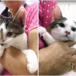 猫の譲渡会　名古屋市港区 サムネイル1