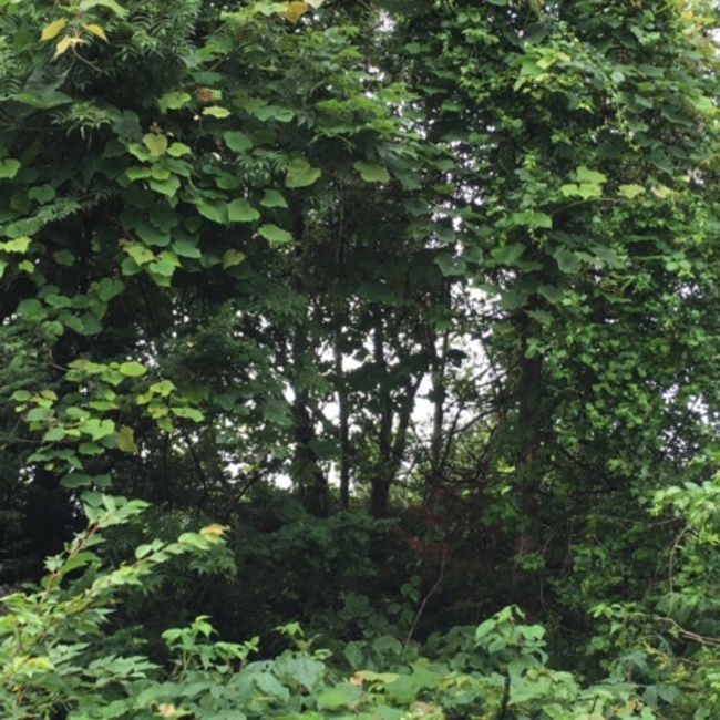 森の住人のカバー写真