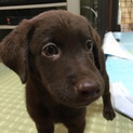ラブラドールミックス子犬