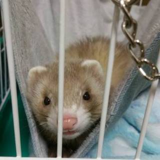 里親様が決定しました！ありがとうございました！