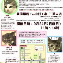 子猫だらけの譲渡会 雨天決行