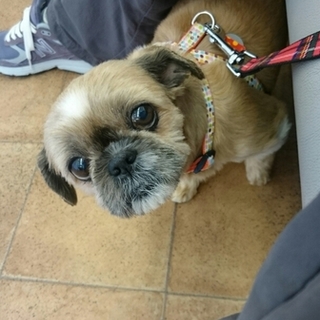 センターから引き出し　怖がりなシーズー女の子