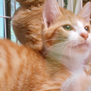 遊ぶのが大好き、目がきれいな子猫（6ヶ月）オス