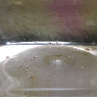 ベタ里親さん募集