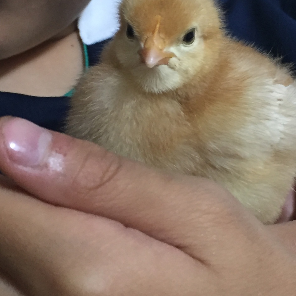 ぴっぴのカバー写真