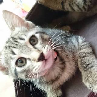 可愛い姉妹仔猫