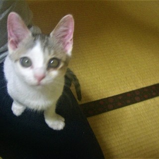 【改定】^ↀᴥↀ^＜動画あり 子猫 サバシロ 鯖白