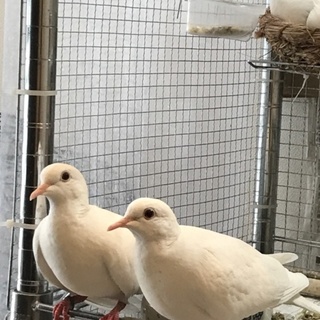銀鳩(ジュズカケバト)のペア里親募集