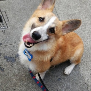 掲載協力：1歳小柄なコーギー男の子！