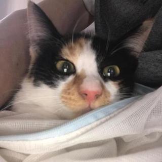 過保護のかほこちゃん