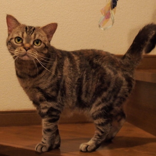 里親様決まりました。ありがとうございました。