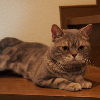 里親様決まりました。ありがとうございました。　