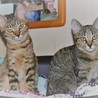 ママ猫が連れてきた可愛いキジむぎ姉妹♪ サムネイル2