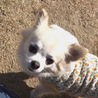 スリール〜犬達の幸せ探し〜(保護活動者)