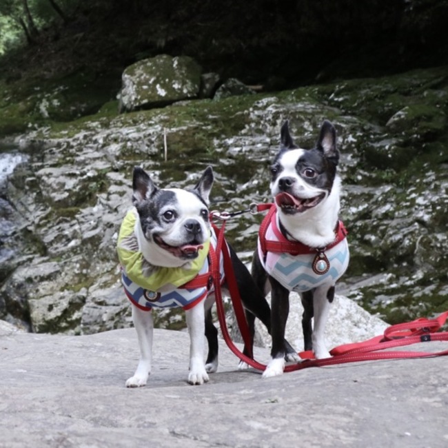 野pのカバー写真