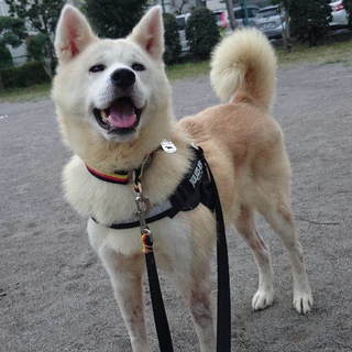 人懐っこい志摩子ちゃんだよ