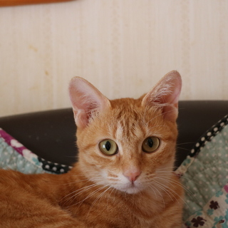 小さなママ猫トッテちゃん