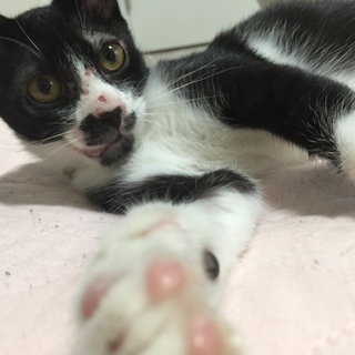 白黒 傷だらけで保護！今は元気いっぱい！