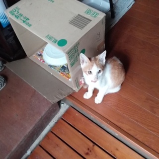 もらってください