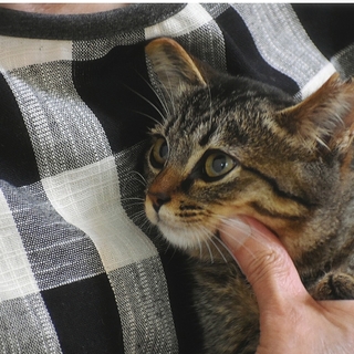 去勢手術済みです。白血病・エイズ陰性です。