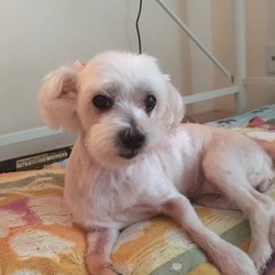 ９月２３日(土)に愛知県豊橋市で譲渡会&パネル展