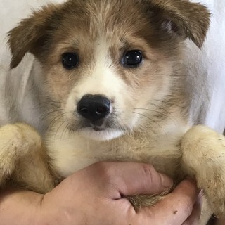 ♂340 里親募集です！