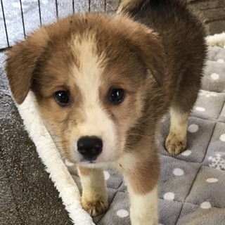 ♂337 里親募集です！