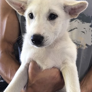 ♂355 里親募集です！