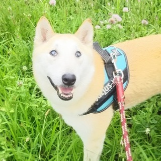 ホープ：目が見えないけれどお散歩大好き！