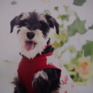 里親決まりました