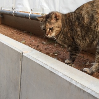 外暮らしのおばあちゃん猫の里親様、預かり様募集！