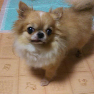 人大好きチワワ男の子