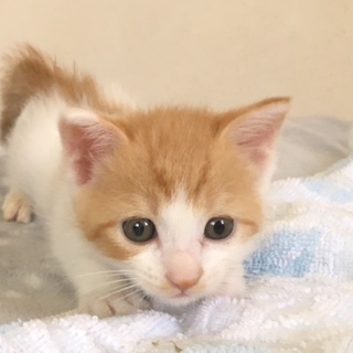 1ヶ月半くらい♪くりくん