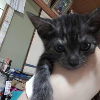 元気な男の子　くうちゃん