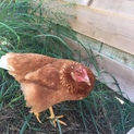 鶏ボリスブラウンの女の子の里親を募集しています