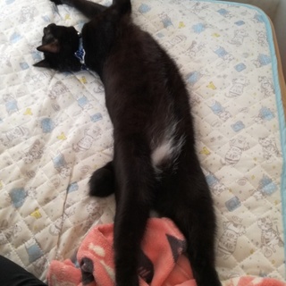 とっても良い子、犬のような黒オス 