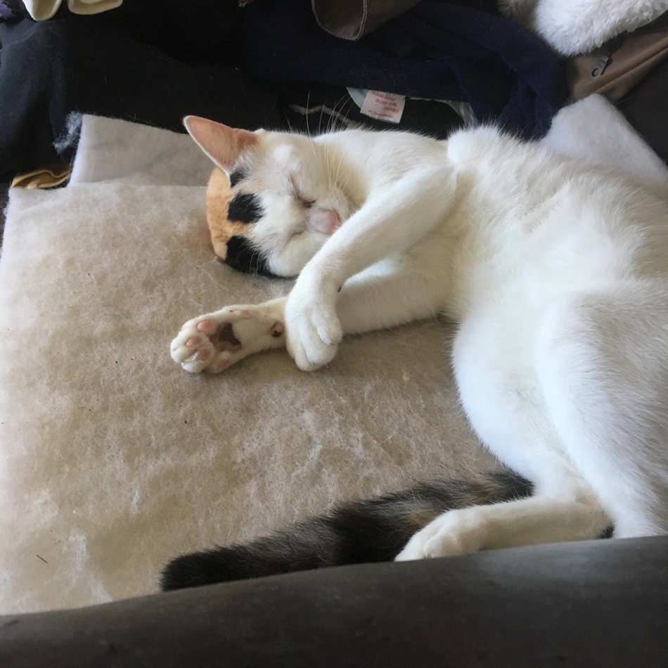 りーのカバー写真