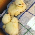 9/3日生まれのひよこ2匹です