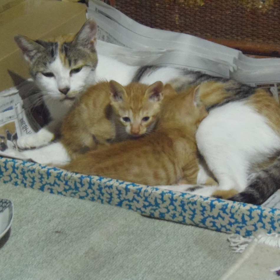 名無しの子猫のカバー写真