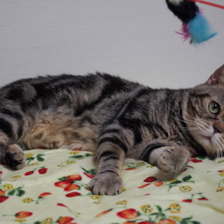 里親様決まりました。ありがとうございました。