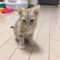 アメリカンショートヘアの男の子の里親さん募集中