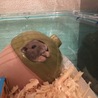 クマオ