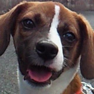 あさくさ君　ハウスしつけ・社会性トイレ◎アクティブ