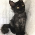 9月24日譲渡会参加！長毛黒猫のヨウくん♪