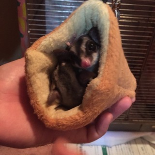 モモンガ2匹の里親を募集しております