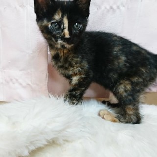 美人子猫の里親さんを募集しています！