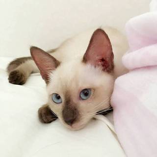 【一時受付中止】シャム風子猫アポロくん
