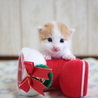 猫まみれ実行委員会(保護活動者)