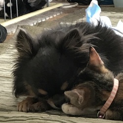 「僕も猫です」サムネイル2